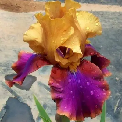 Ирис ГАЛА МАДРИД бородатый в Слуцке