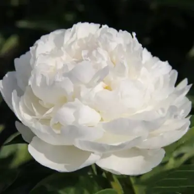 Пион СНЕЖНАЯ КРЕПОСТЬ древовидный в Слуцке