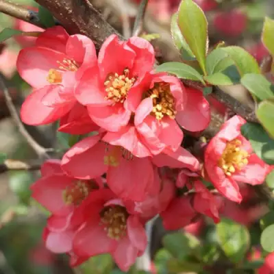 Айва ПИНК КВИН в Слуцке