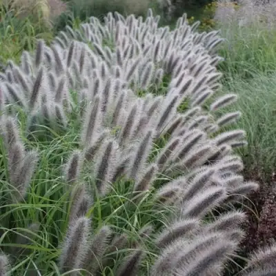 Пеннисетум БЛЭК БЬЮТИ в Слуцке