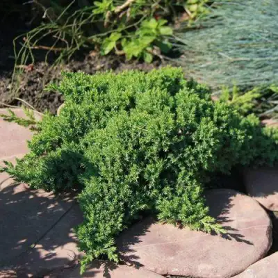 Можжевельник АВАСИ лежачий  в Слуцке