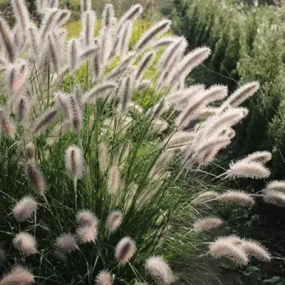 Пеннисетум ЛЕДИ Ю в Слуцке