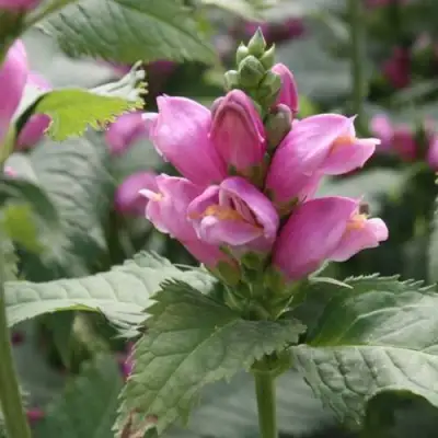 Хелоне КОСАЯ в Слуцке