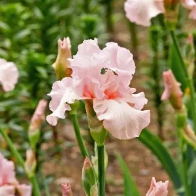Ирис ПИНК ХОРАЙЗОН бородатый в Слуцке