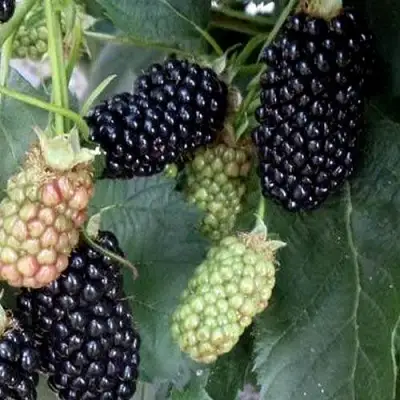 Ежевика ПРАЙМ АРК ФРИДОМ ремонтантная  в Слуцке