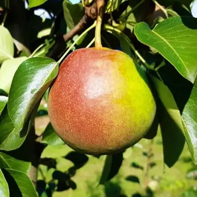 Груша КУПАЛА в Слуцке