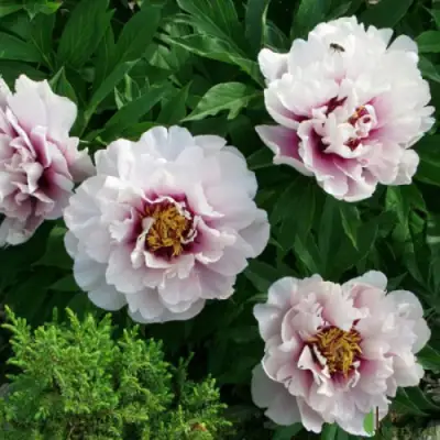 Пион КОРА ЛУИЗА ито-гибрид в Слуцке