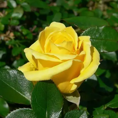 Роза ПАПИЛОН чайно-гибридная в Слуцке