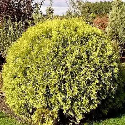 Туя ГЛОБОЗА АУРЕА западная в Слуцке