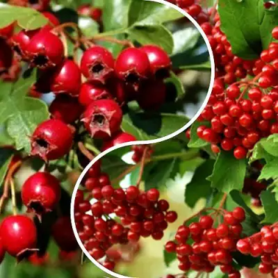 Комплект БУДЬ ЗДОРОВ в Слуцке