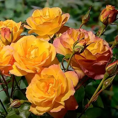 Роза САХАРА плетистая в Слуцке