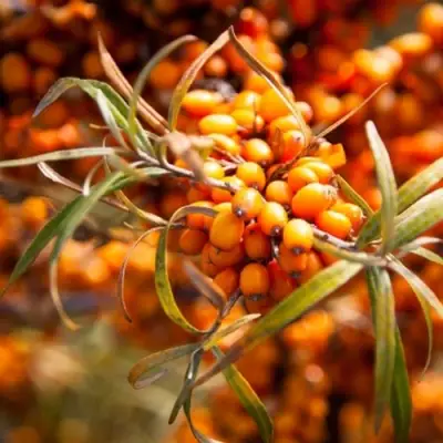 Облепиха ФИНСКАЯ в Слуцке