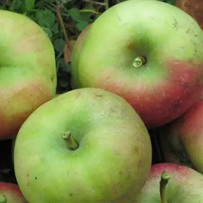 Яблоня ПАМЯТЬ СИКОРЫ в Слуцке