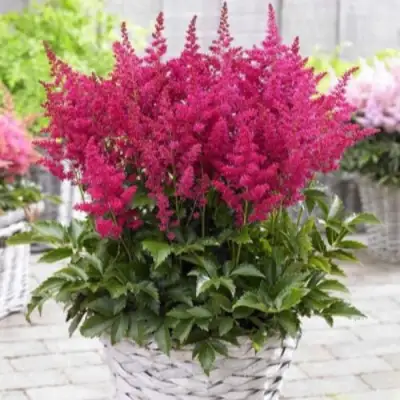 Астильба ЛАКИ ДЕЙ Арендса в Слуцке