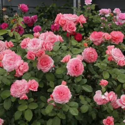 Роза ИНСТИТУТ ЛЮМЬЕР шраб в Слуцке