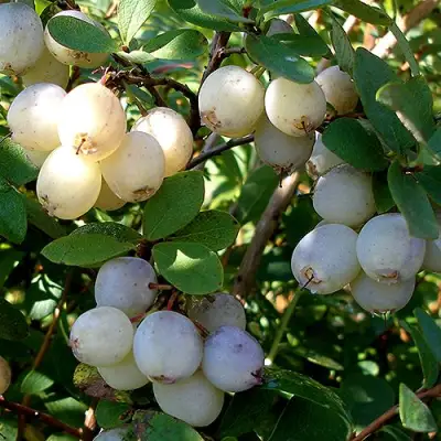 Голубика СНЕГУРОЧКА в Слуцке