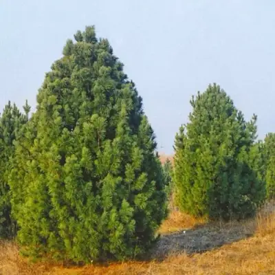 Сосна черная ПИРАМИДАЛИС в Слуцке