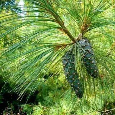 Сосна гриффита в Слуцке