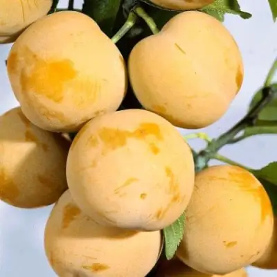 Слива РЕНКЛОД ранний в Слуцке