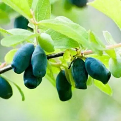 Жимолость съедобная АМФОРА в Слуцке