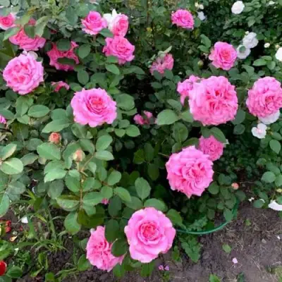 Роза ЭШЛИ чайно-гибридная в Слуцке