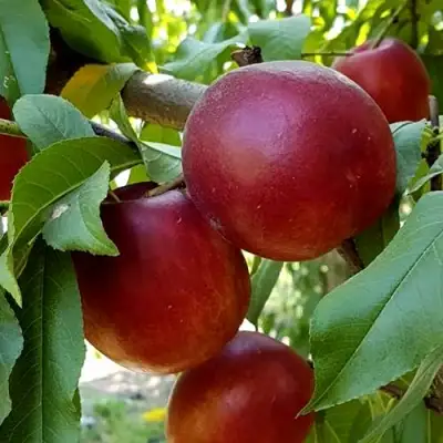 Нектарин ФАНТАЗИЯ в Слуцке