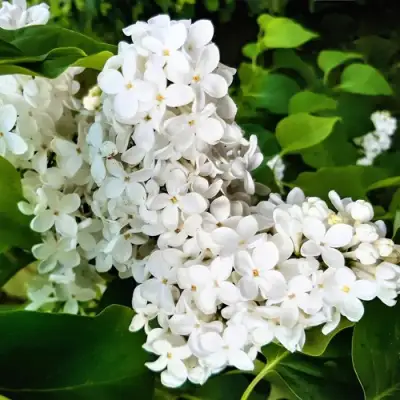 Сирень МАЛЕНЬКИЙ ПРИНЦ в Слуцке