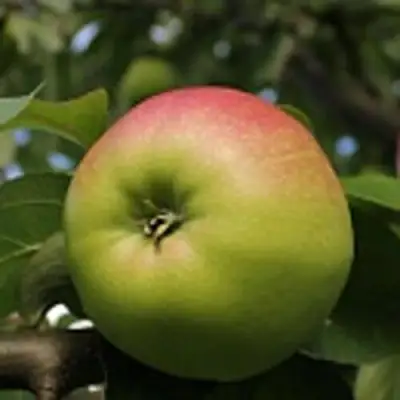 Яблоня СОКОЛОВСКОЕ стелющаяся в Слуцке