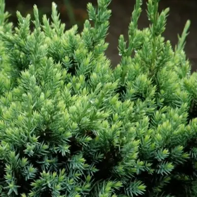 Можжевельник ХОЛГЕР чешуйчатый в Слуцке