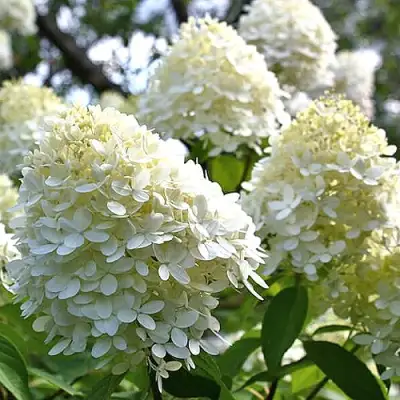 Гортензия БОМБШЕЛ метельчатая в Слуцке