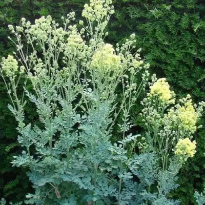 Василистник ГЛАУКУМ желтый в Слуцке