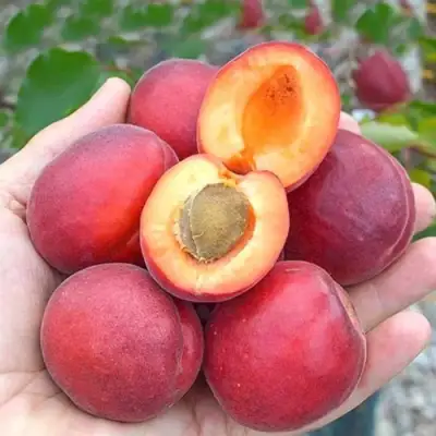 Абрикос РУБИСТА в Слуцке