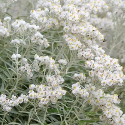 Анафалис ЖЕМЧУЖНЫЙ в Слуцке