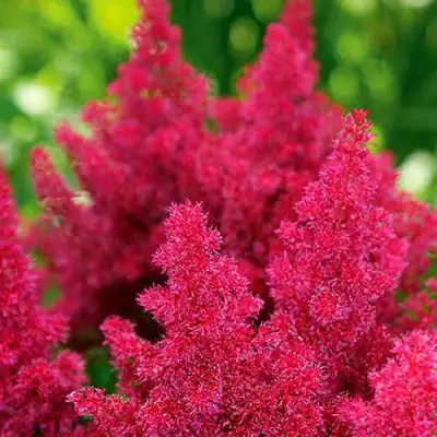 Астильба КОБЛЕНЦ японская в Слуцке