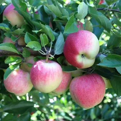 Яблоня ГРУШОВКА МОСКОВСКАЯ в Слуцке