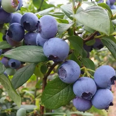 Голубика БЛЮГОЛД в Слуцке