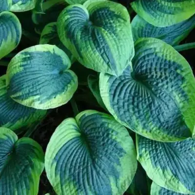 Хоста ТОКУДАМА ФЛАВОЦИРЦИНАЛИС гибридная в Слуцке