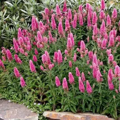 Вероника РОЗЕА колосковая в Слуцке