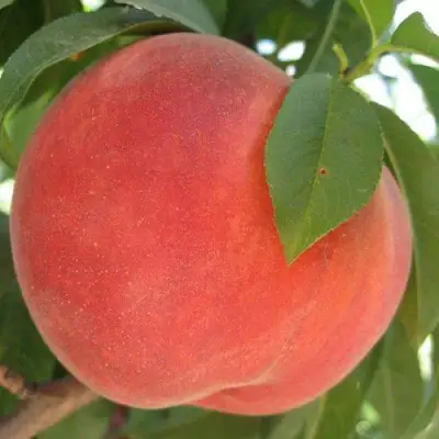 Персик МАЙСКИЙ ЦВЕТОК в Слуцке
