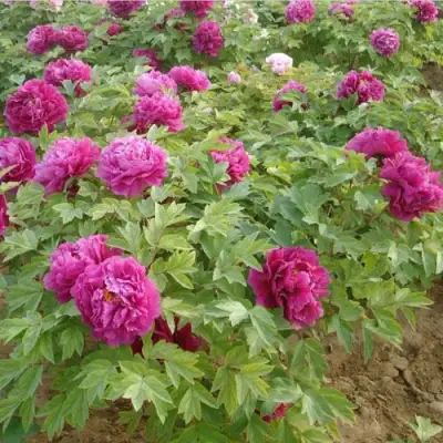 Пион КИТАЙСКИЙ ШЕЛК травянистый в Слуцке