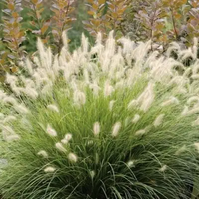 Пеннисетум ХАМЕЛН в Слуцке