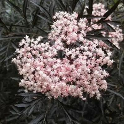 Бузина черная БЛЭК ЛЕЙС ЕВА в Слуцке