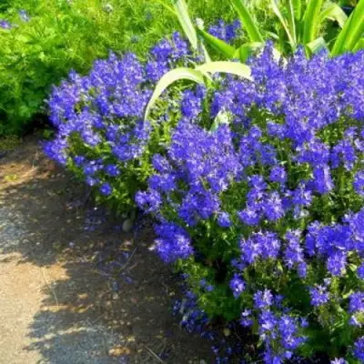 Вероника РОЯЛ БЛЮ большая в Слуцке