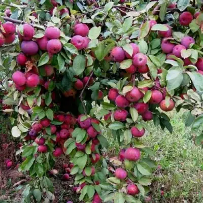 Яблоня ФЛОРИНА в Слуцке