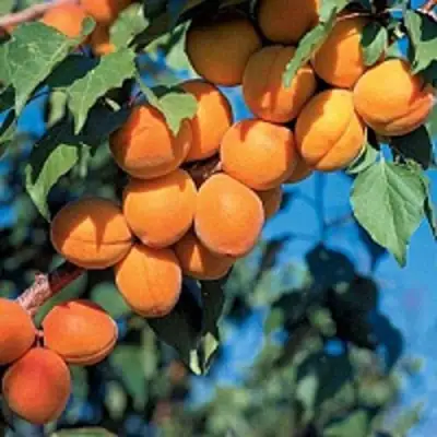 Абрикос ХАРКОТ в Слуцке