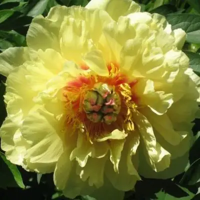 Пион ЗОЛОТАЯ КОРОНА древовидный в Слуцке