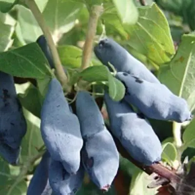 Жимолость съедобная НИМФА (ГАММА) в Слуцке