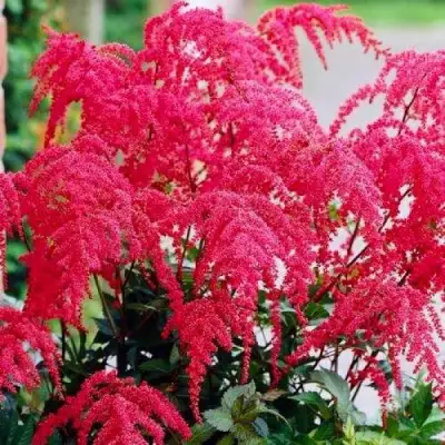 Астильба РЕД ЧАРМ Арендса в Слуцке