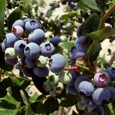 Голубика ЭЛИЗАБЕТ в Слуцке