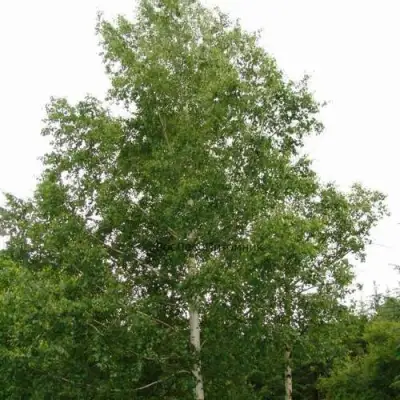 Береза бородавчатая в Слуцке